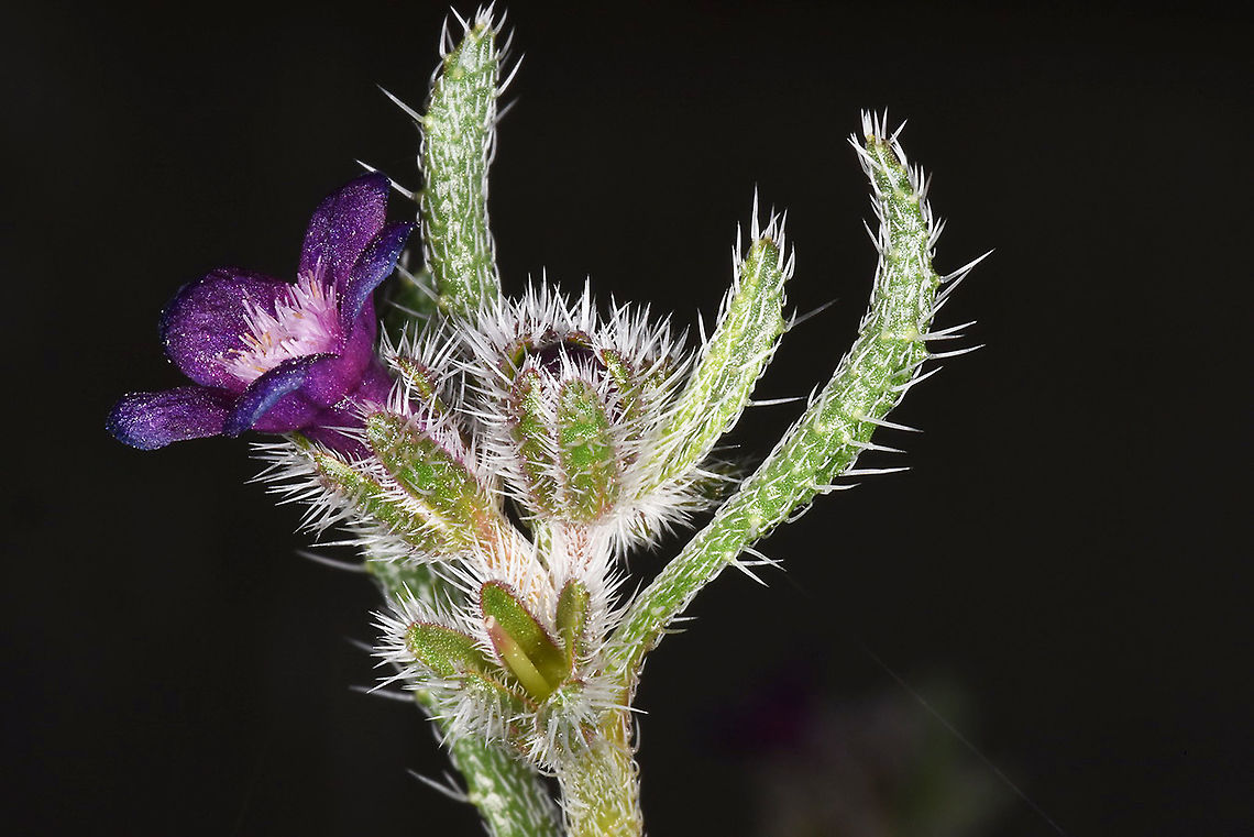 Hormuzakia_negevensis_2018 JBG Hormuzakia negevensis