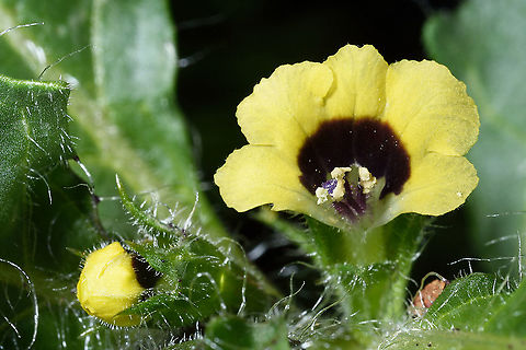 Hyoscyamus pusillus  Hyoscyamus pusillus