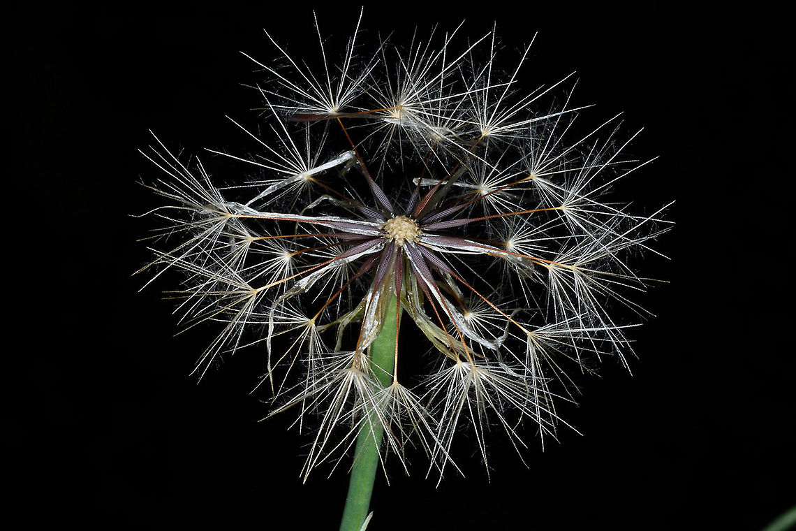 Hypochaeris glabra  Hypochaeris glabra