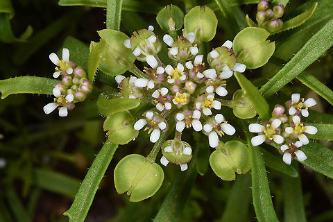 Iberis odorata  Iberis odorata