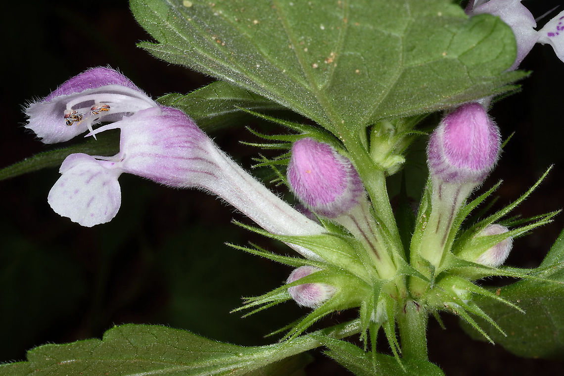 Lamium maculatum  Lamium maculatum