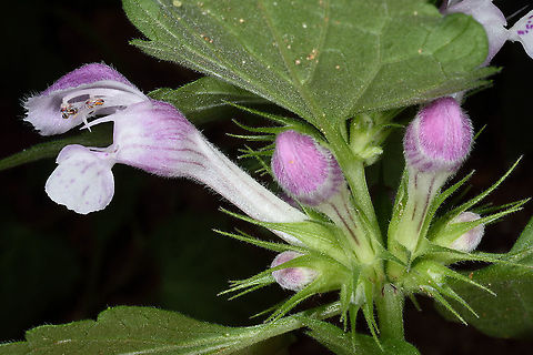 Lamium maculatum  Lamium maculatum