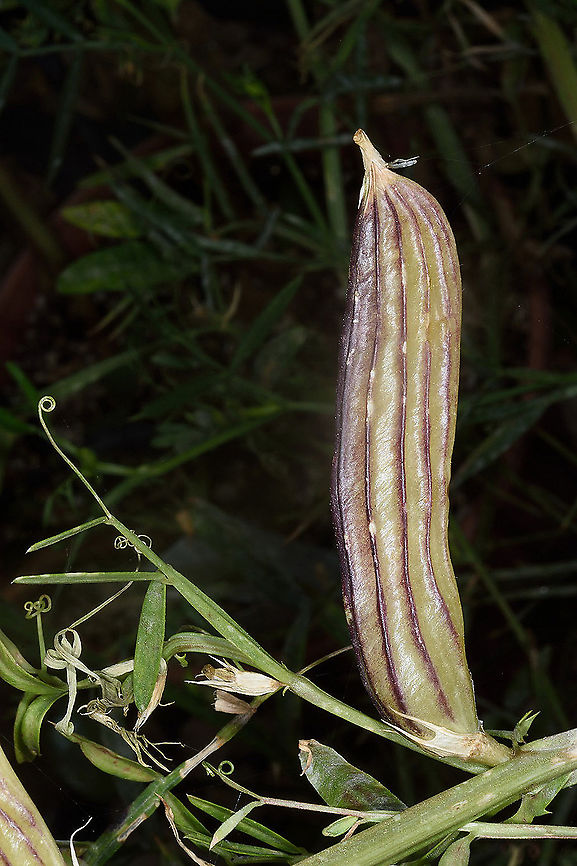 Lathyrus gloeospermus  Lathyrus gloeospermus