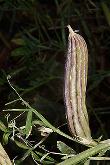 Lathyrus gloeospermus  Lathyrus gloeospermus