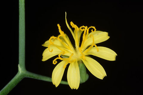 Launaea spinosa  Launaea spinosa