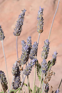 Lavandula dentata Jordan, Dana reserve - Shag Rish, 1250m Lavandula dentata
