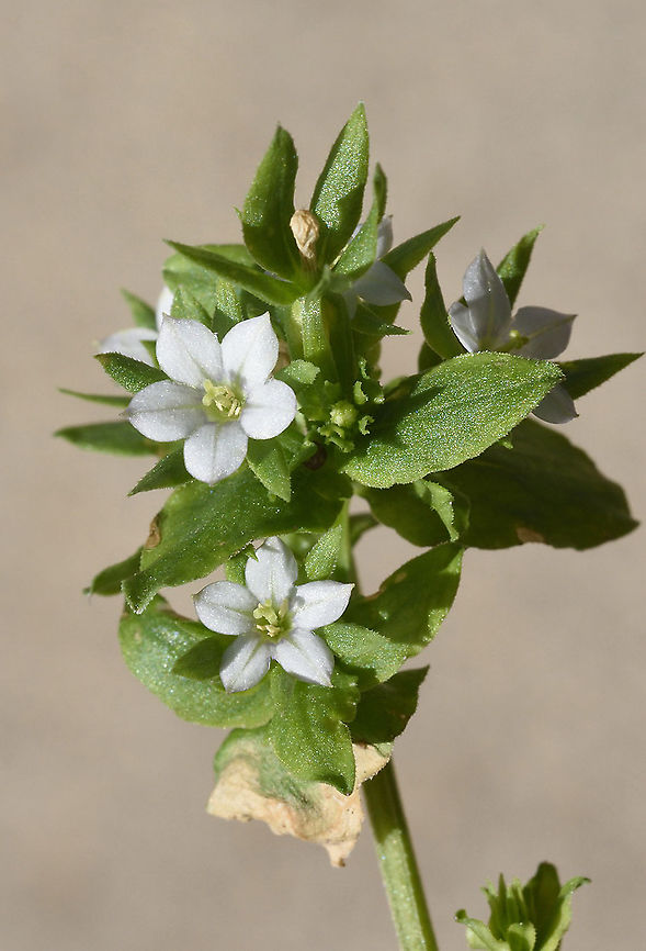 Legousia hybrida  Legousia hybrida