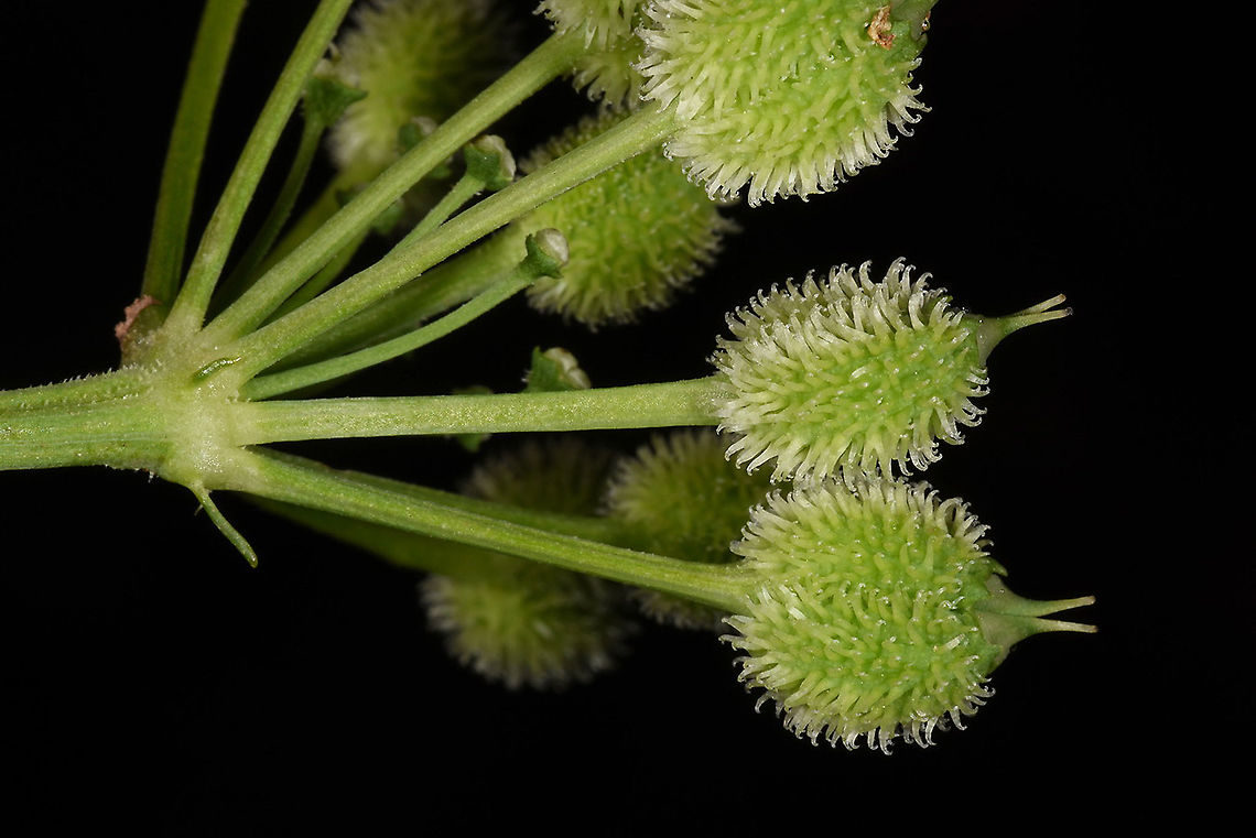 Lecokia cretica N Golan, Mas&#039;ade Forest, neat hte large Juba Lecokia cretica