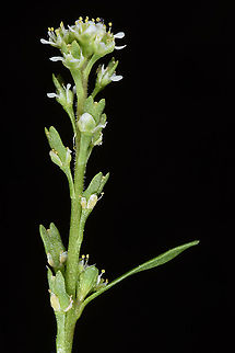 Lepidium aucheri  Lepidium aucheri