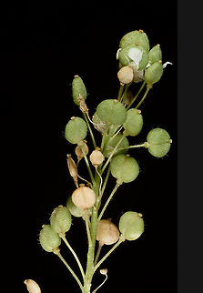 Lepidium latifolium  Lepidium latifolium