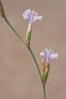 Limonium galilaeum  Limonium galilaeum