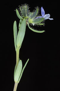 Linaria micrantha Jerusalem, Givat Ram Linaria micrantha