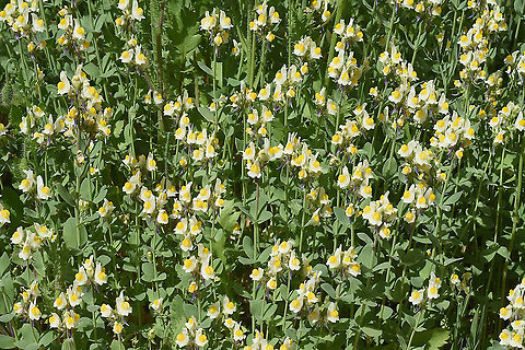 Linaria triphylla  Linaria triphylla,Three-leaved Toadflax