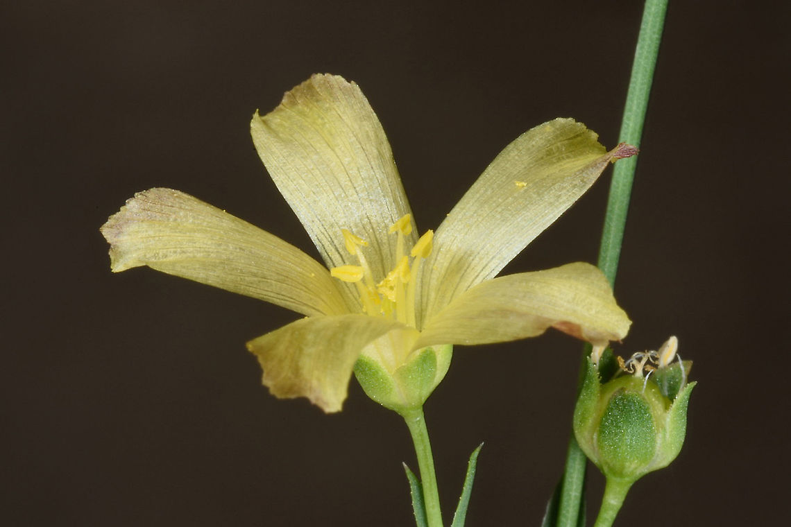 Linum maritimum  Linum maritimum