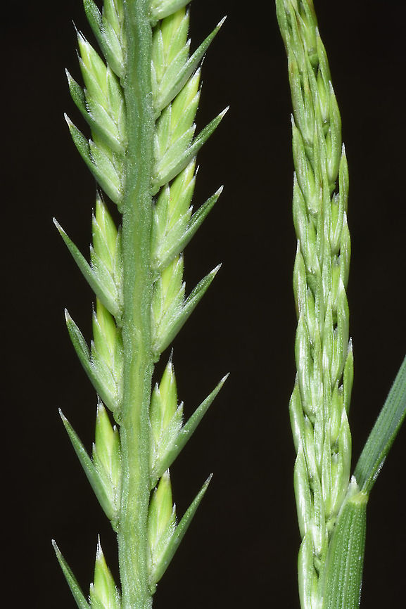 Loliolum subulatum  Loliolum,Loliolum subulatum