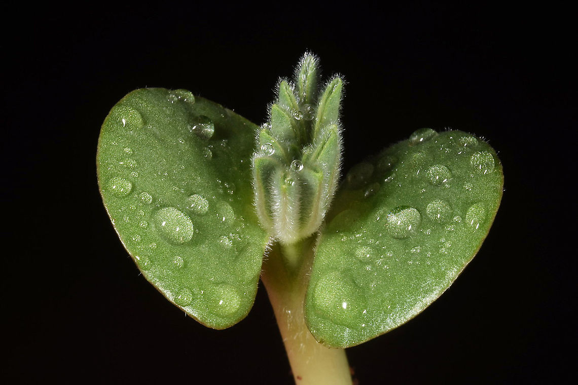 Lupinus pilosus  Lupinus pilosus