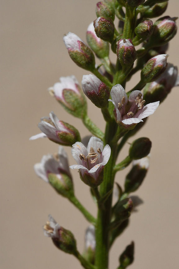 Lysimachia dubia  Lysimachia dubia