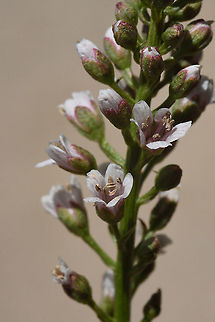 Lysimachia dubia  Lysimachia dubia
