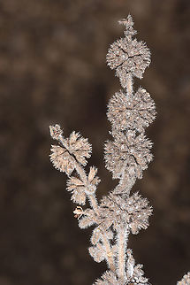 Mentha pulegium  Mentha pulegium