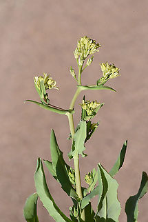 Myagrum perfoliatum  Myagrum perfoliatum