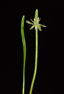 Myosurus minimus  Myosurus minimus,Tiny mousetail