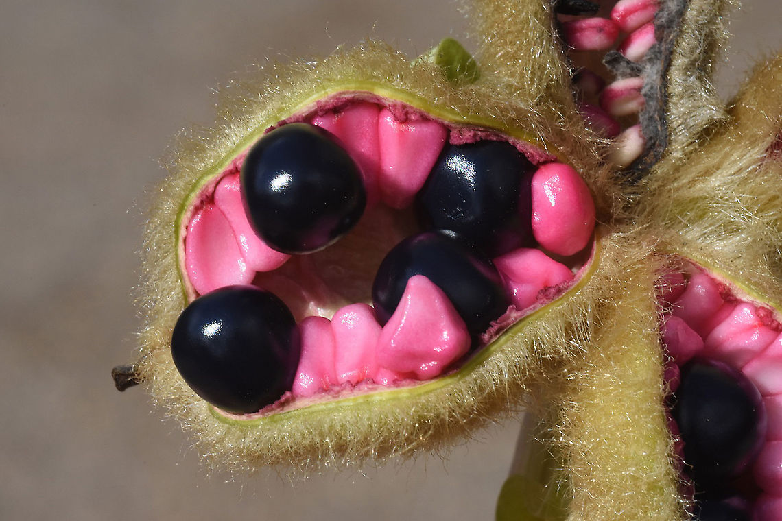 Paeonia mascula The pink sterile seed are for advertisement, the black ones are fertile and dispersed by birds. Paeonia mascula