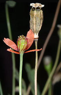Papaver decaisnei  Papaver decaisnei