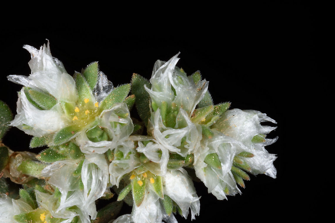 Paronychia palaestina  Paronychia palaestina