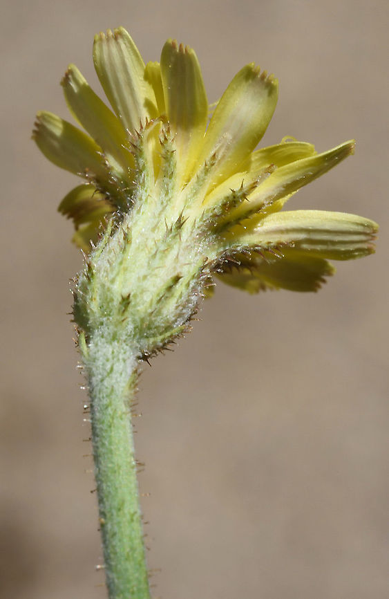 Picris strigosa  Picris strigosa
