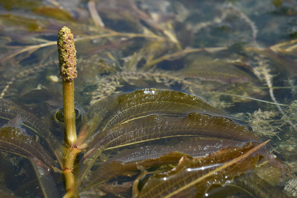 Potamogeton lucens  Potamogeton lucens