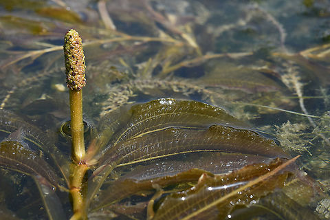 Potamogeton lucens  Potamogeton lucens