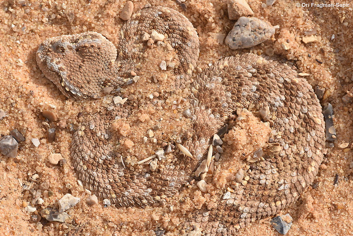Cerastes gasperettii  Arabian horned viper,Cerastes gasperettii,Fall,Geotagged,Israel