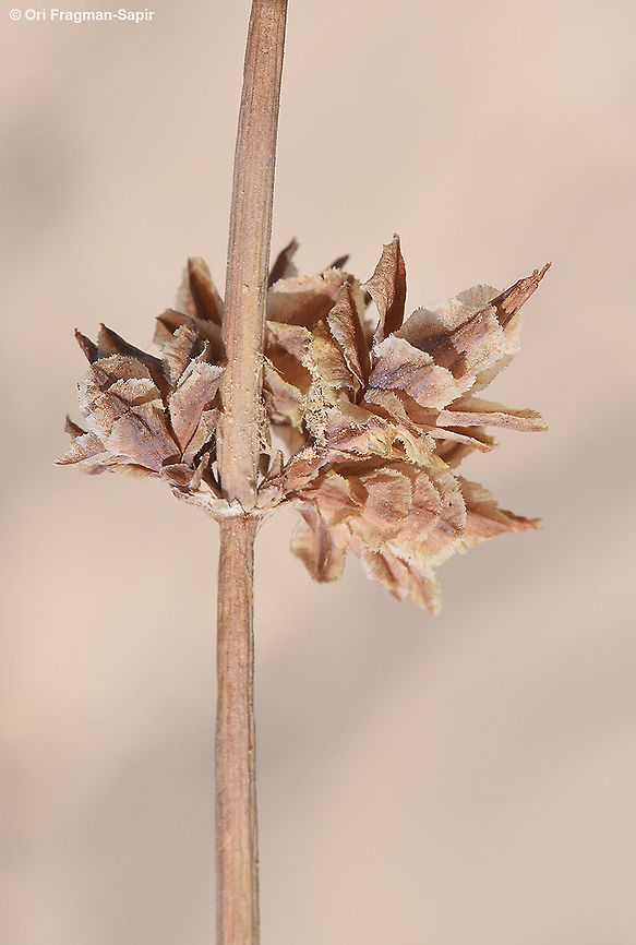 Ephedra alata  Ephedra alata,Fall,Geotagged,Israel