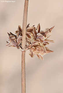 Ephedra alata  Ephedra alata,Fall,Geotagged,Israel
