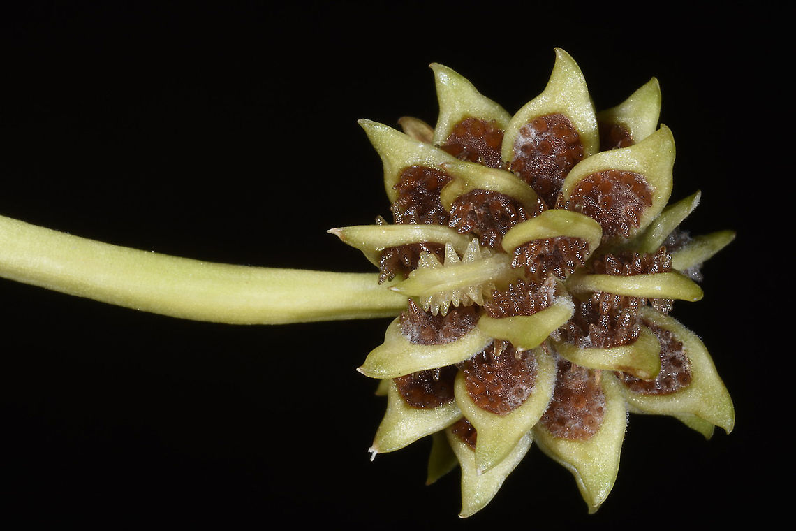 Ranunculus muricatus  Ranunculus muricatus,Rough-fruited buttercup