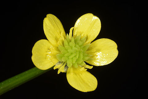 Ranunculus muricatus  Ranunculus muricatus