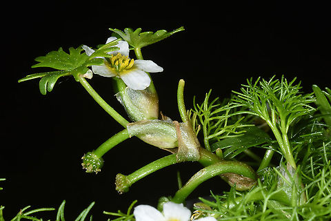 Ranunculus saniculifolius  Ranunculus saniculifolius