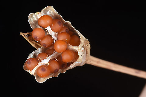 Romulea columnae  Dark veined Romulea,Romulea columnae