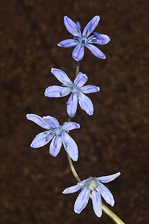 Scilla cilicica  Scilla cilicica