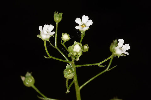 Samolus valerandi Jordan, Wadi Rum - Ein Shag Samolus valerandi