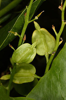 Schouwia purpurea  Schouwia purpurea