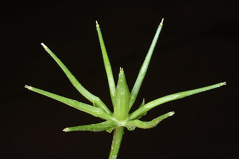 Scandix palaestina  Scandix palaestina