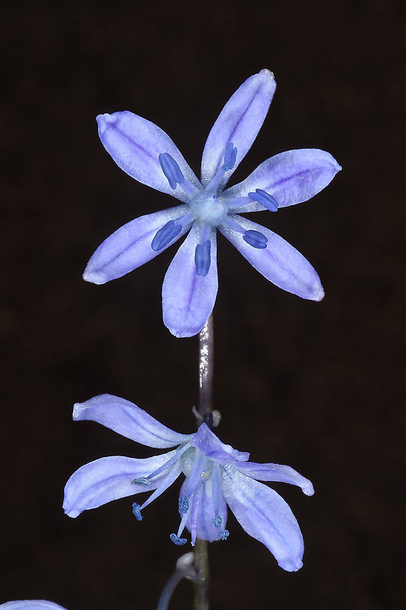 Scilla cilicica  Scilla cilicica