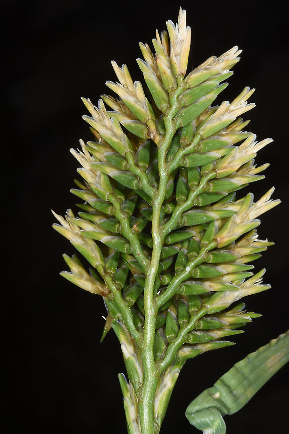 Sclerochloa dura  Sclerochloa dura