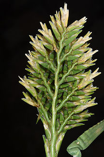 Sclerochloa dura  Sclerochloa dura