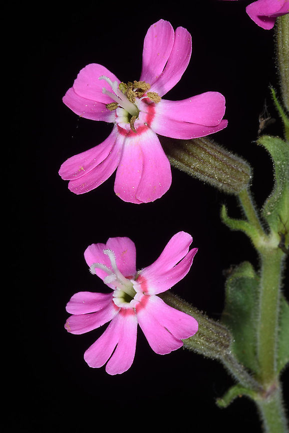 Silene damascena  Silene damascena