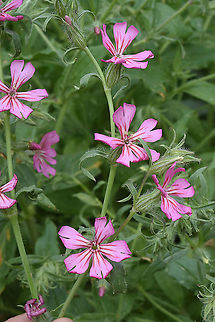 Silene oxyodonta  Silene oxyodonta
