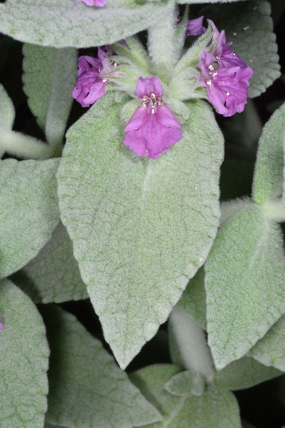 Stachys paneiana  Stachys paneiana
