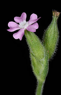 Silene macrodonta  Silene macrodonta
