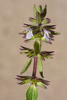 Stachys arvensis  Stachys arvensis